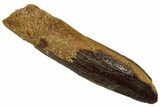 Fossil Sauropod Dinosaur (Titanosaur) Tooth - Morocco #332476-1